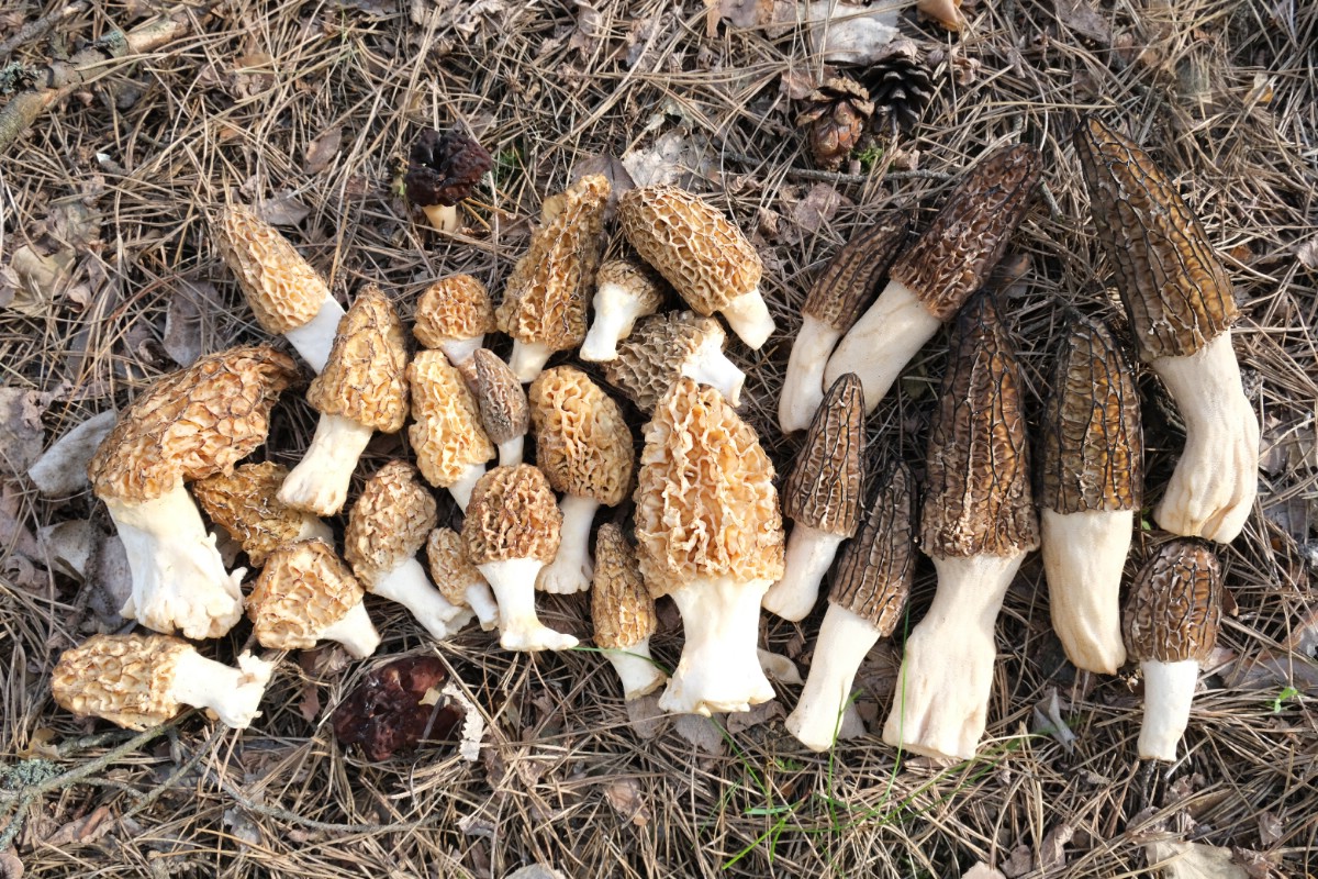 Collection of yellow morels