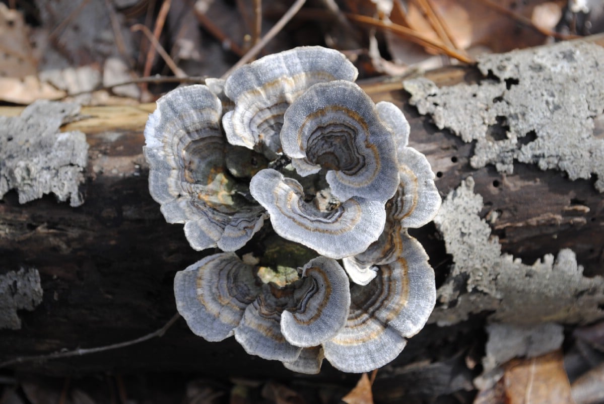 close up of turkey tail mushroom
