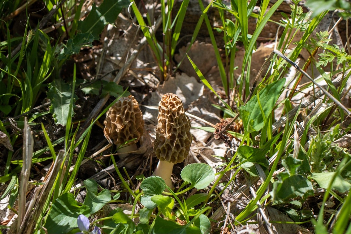 Two morels growing in grass