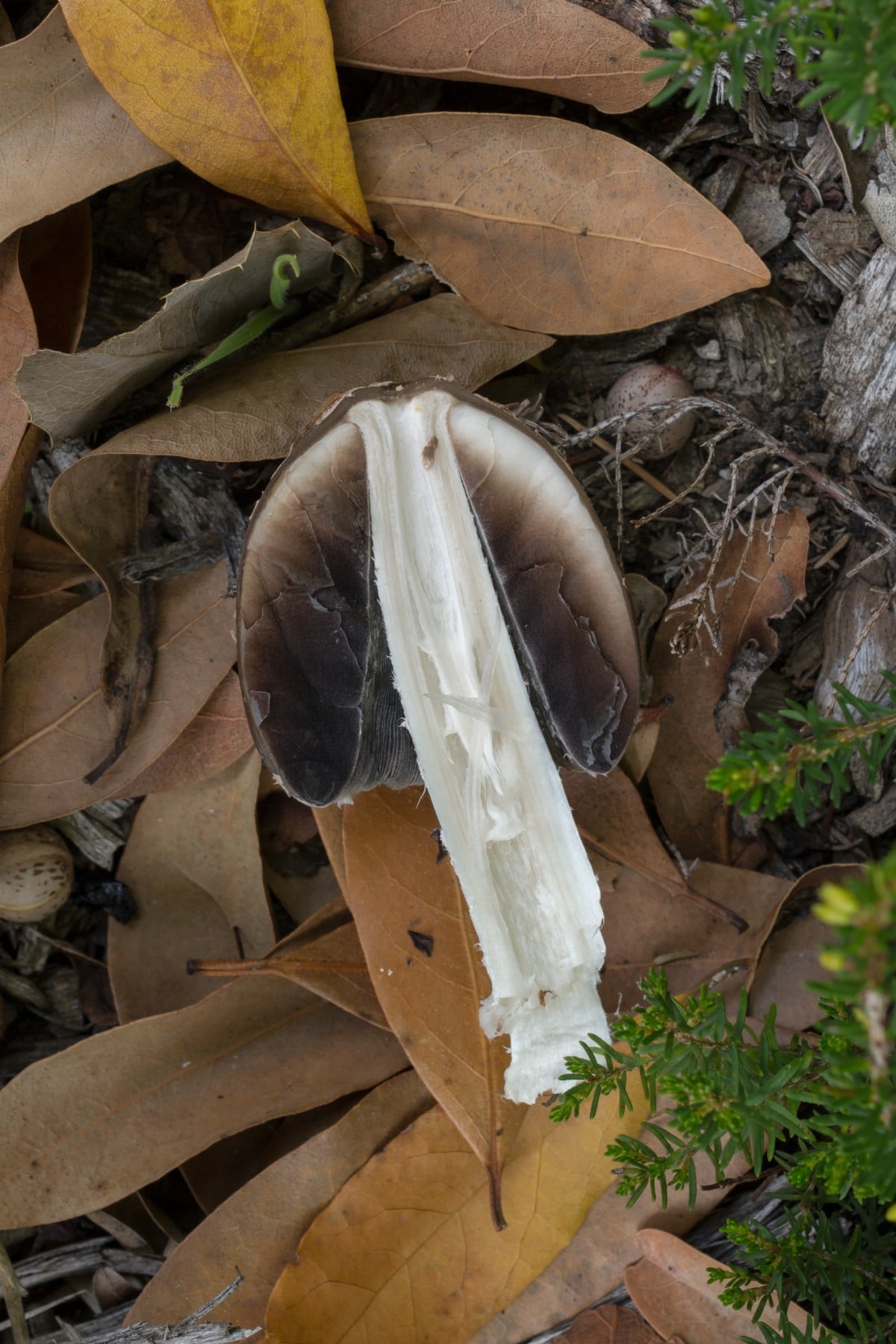 Magpie inkcap