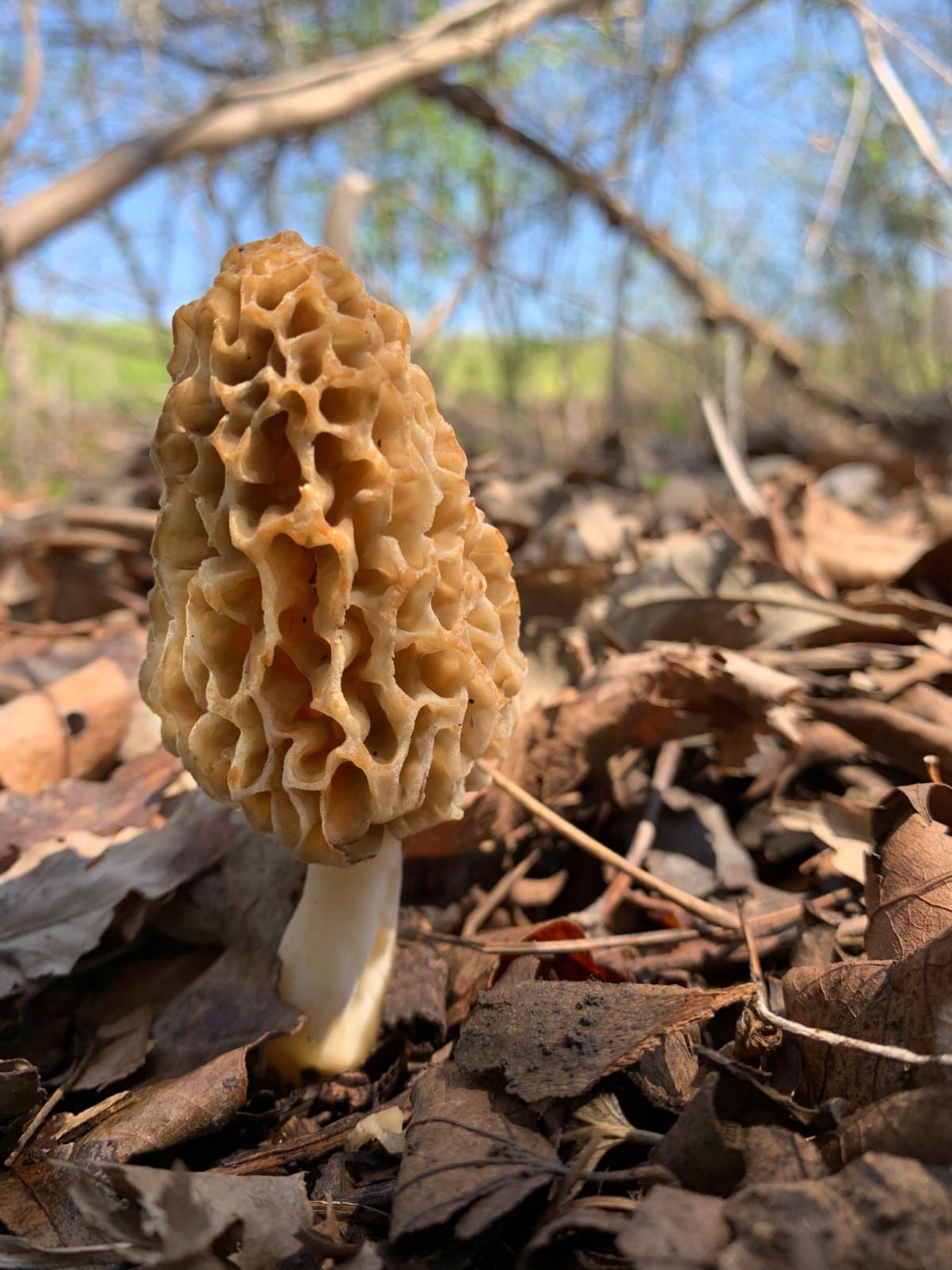 Yellow morel