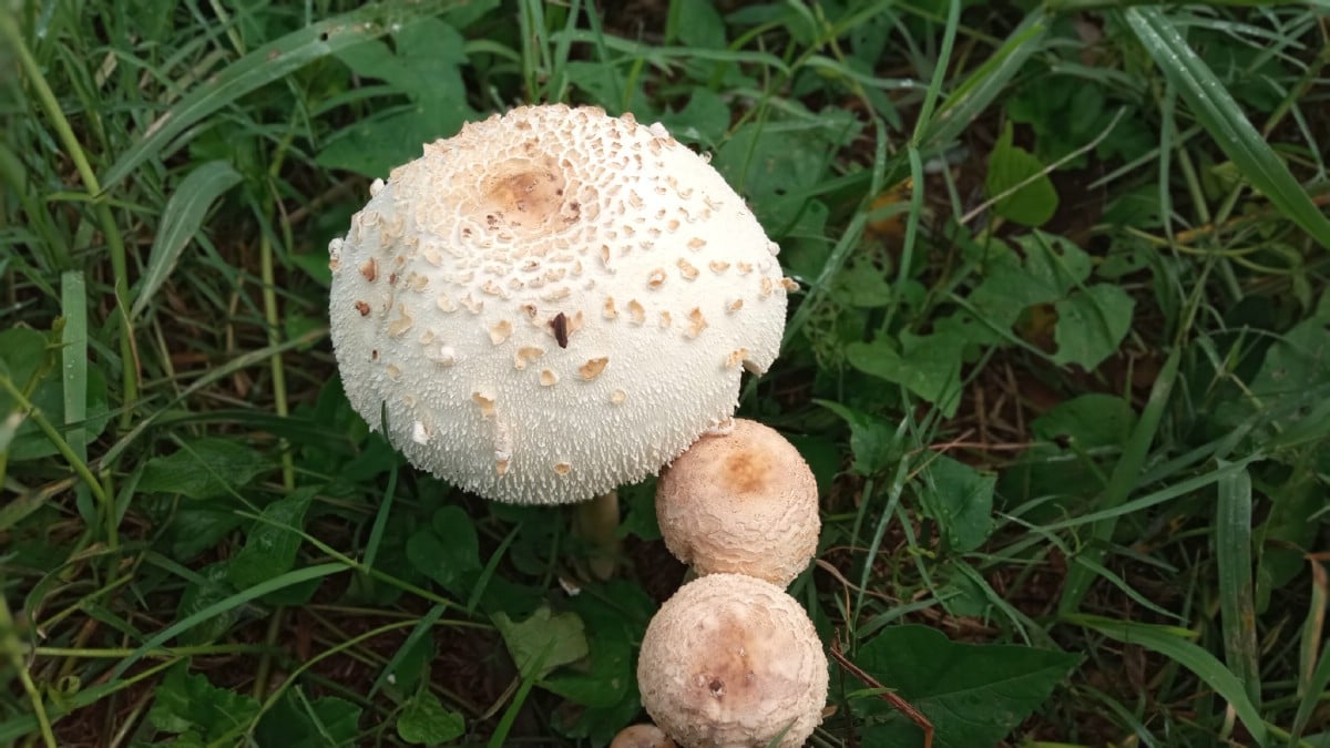 Green pored parasol is poisonous