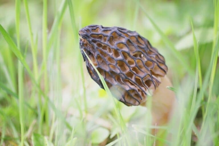 False Morel Mushrooms Everything You Need to Know Mushroom Appreciation