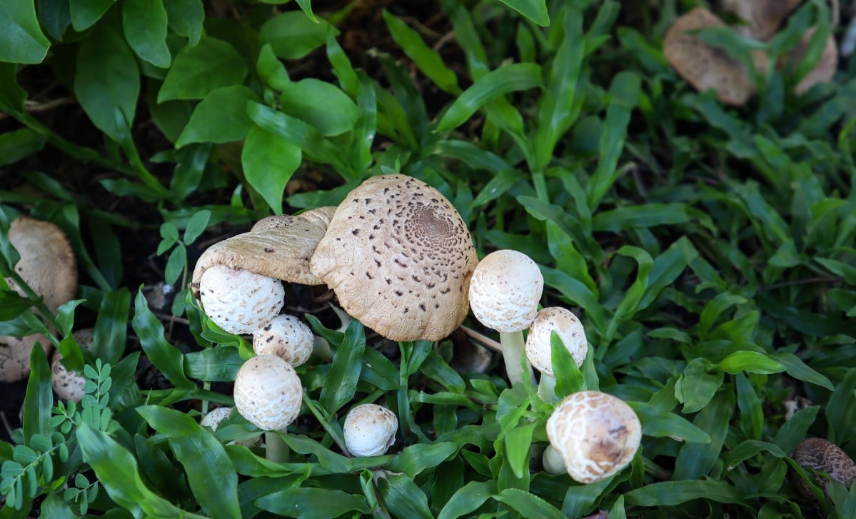 Chlorophyllum molybdites the vomiter 