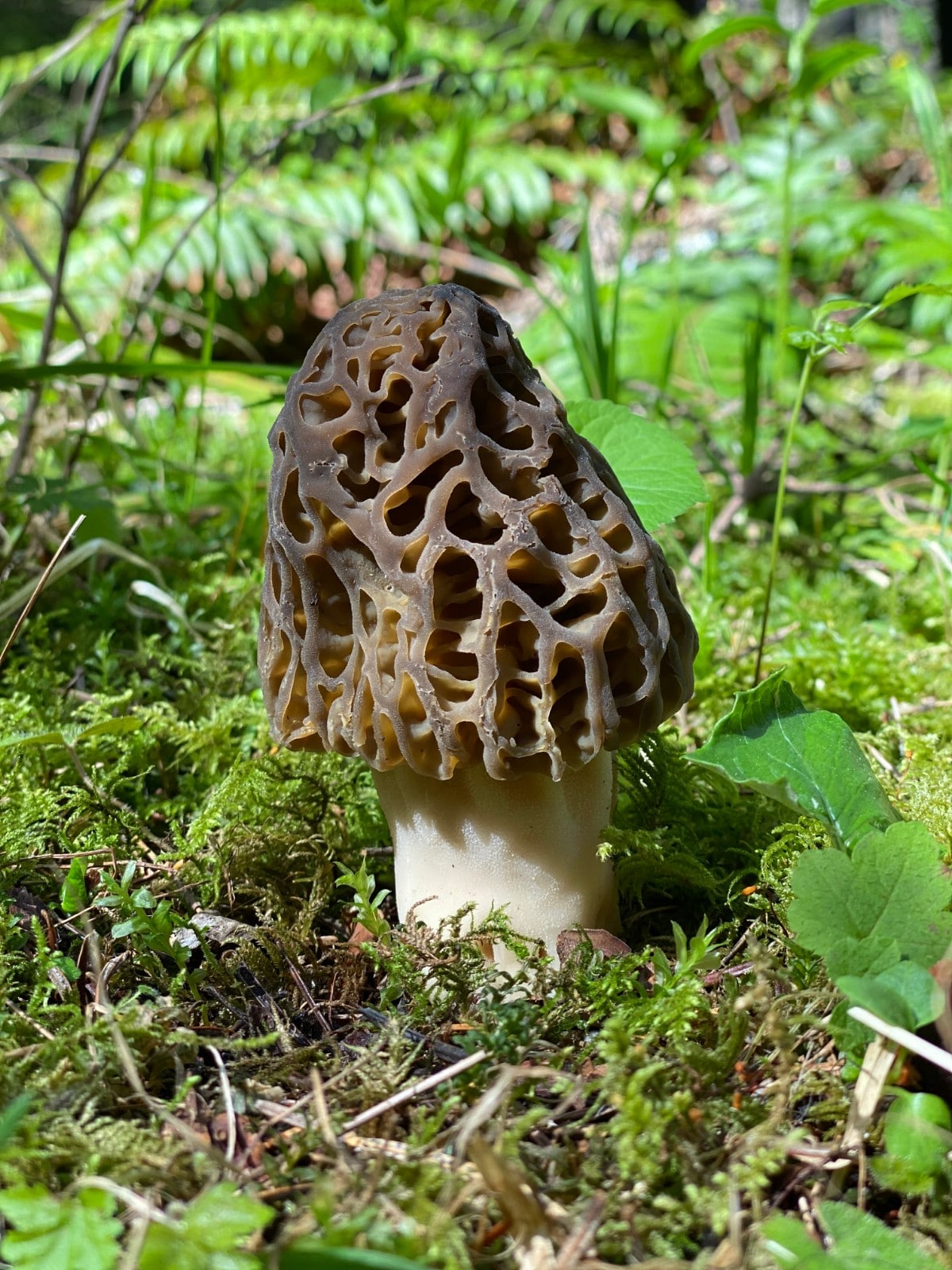 mushroom foraging season for morels starts first thing in spring