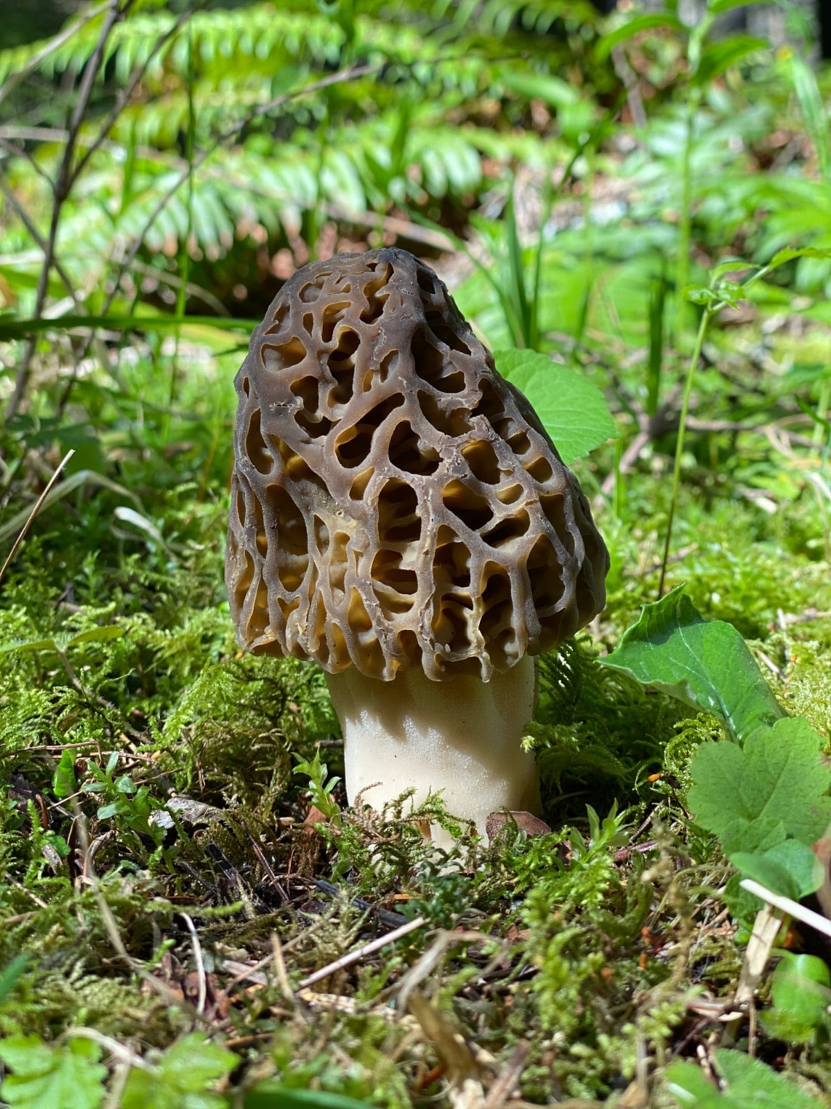 Single morel growing in moss