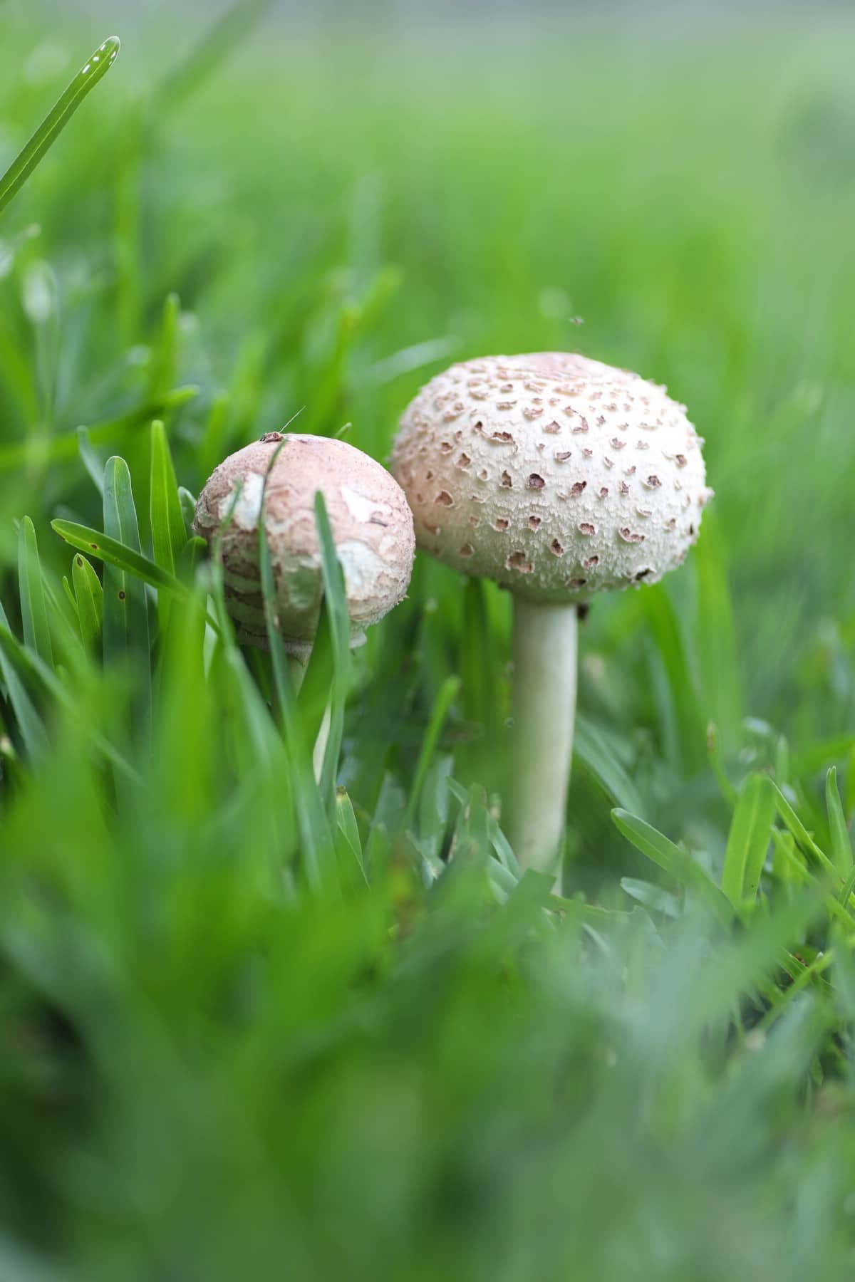 Chlorophyllum molybdites round cap