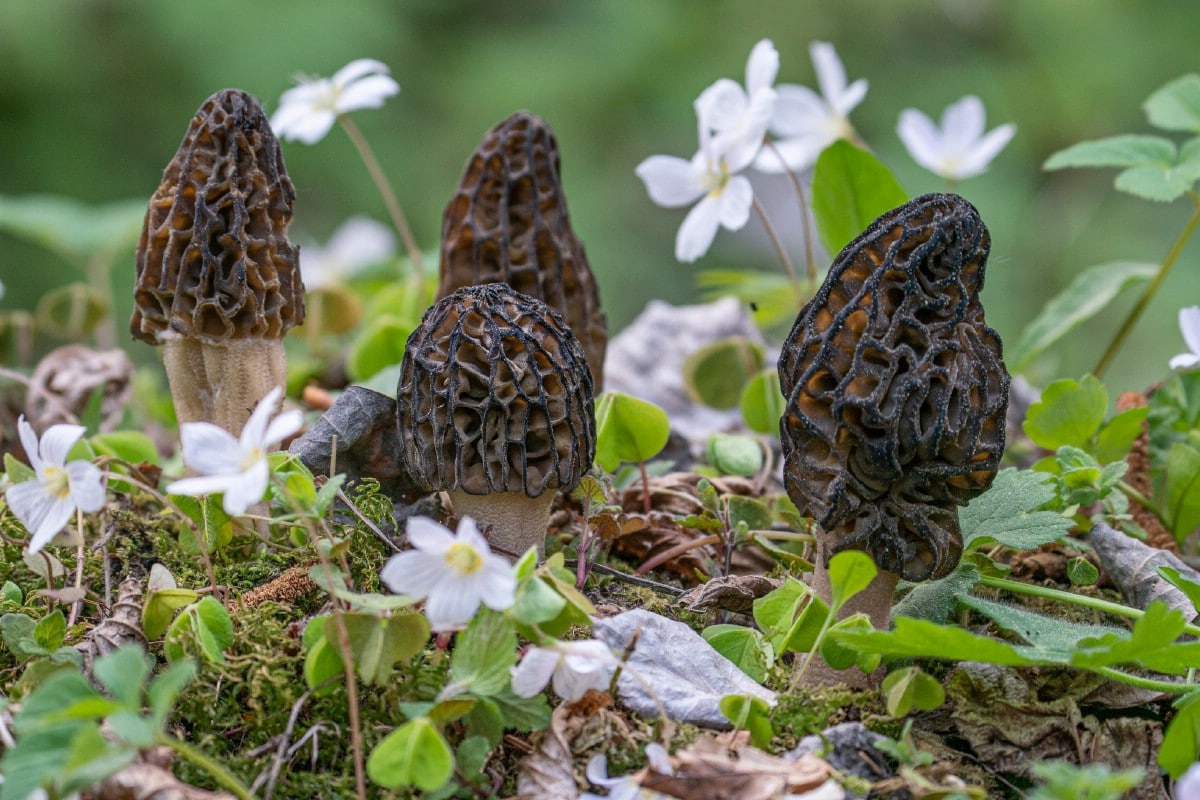 Group of morels on the ground