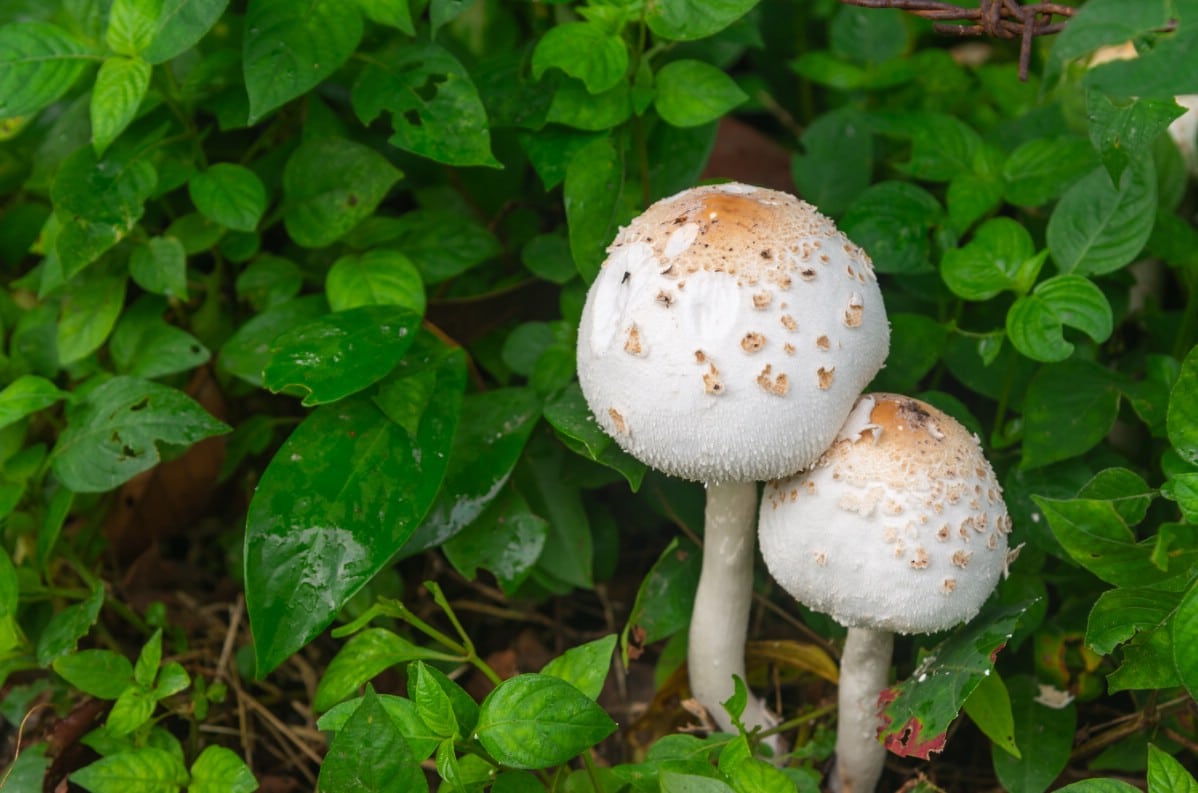 Chlorophyllum molybdites