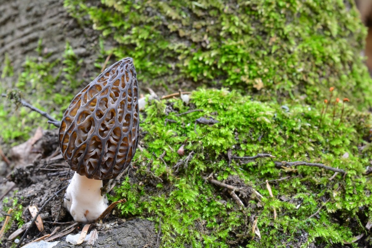 Single morel on ground