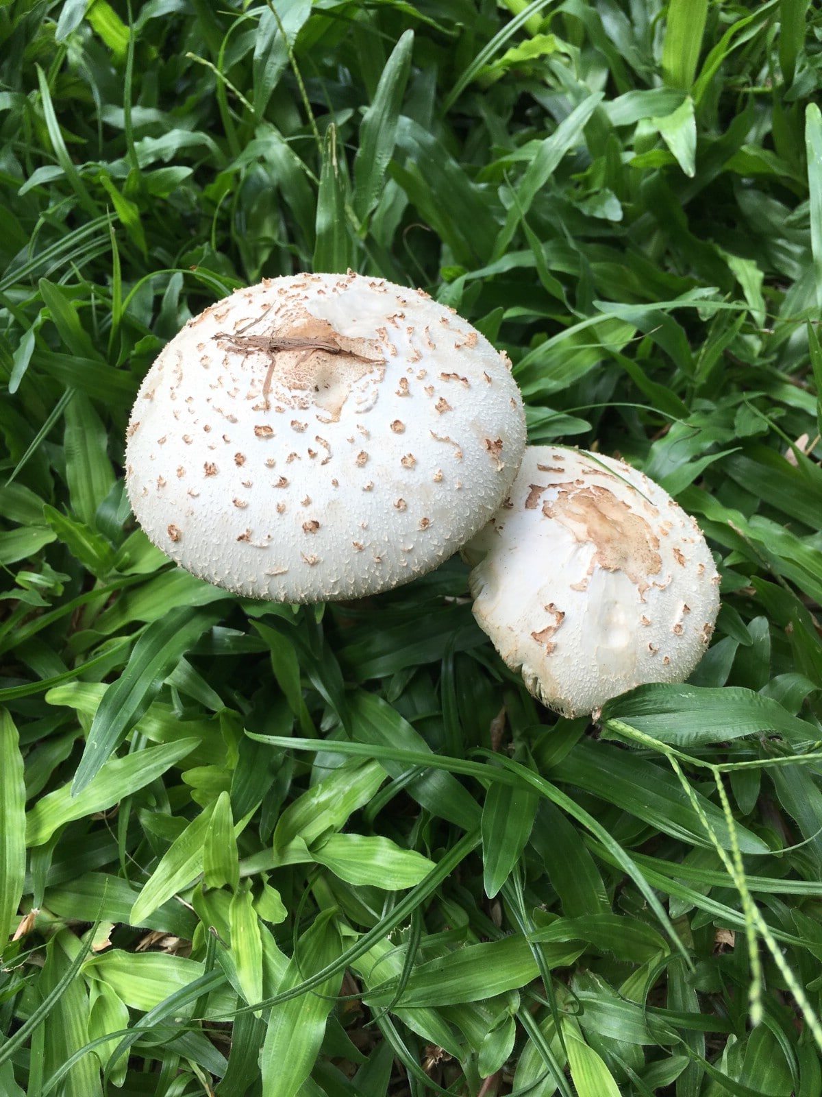 green parasol mushroom in grass