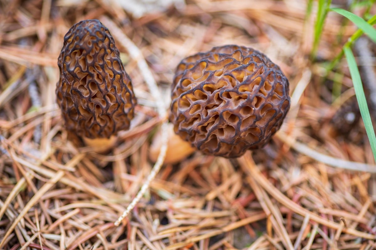 two morels on forest floor