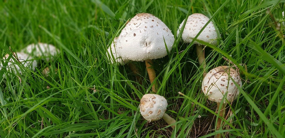 Chlorophyllum molybdites