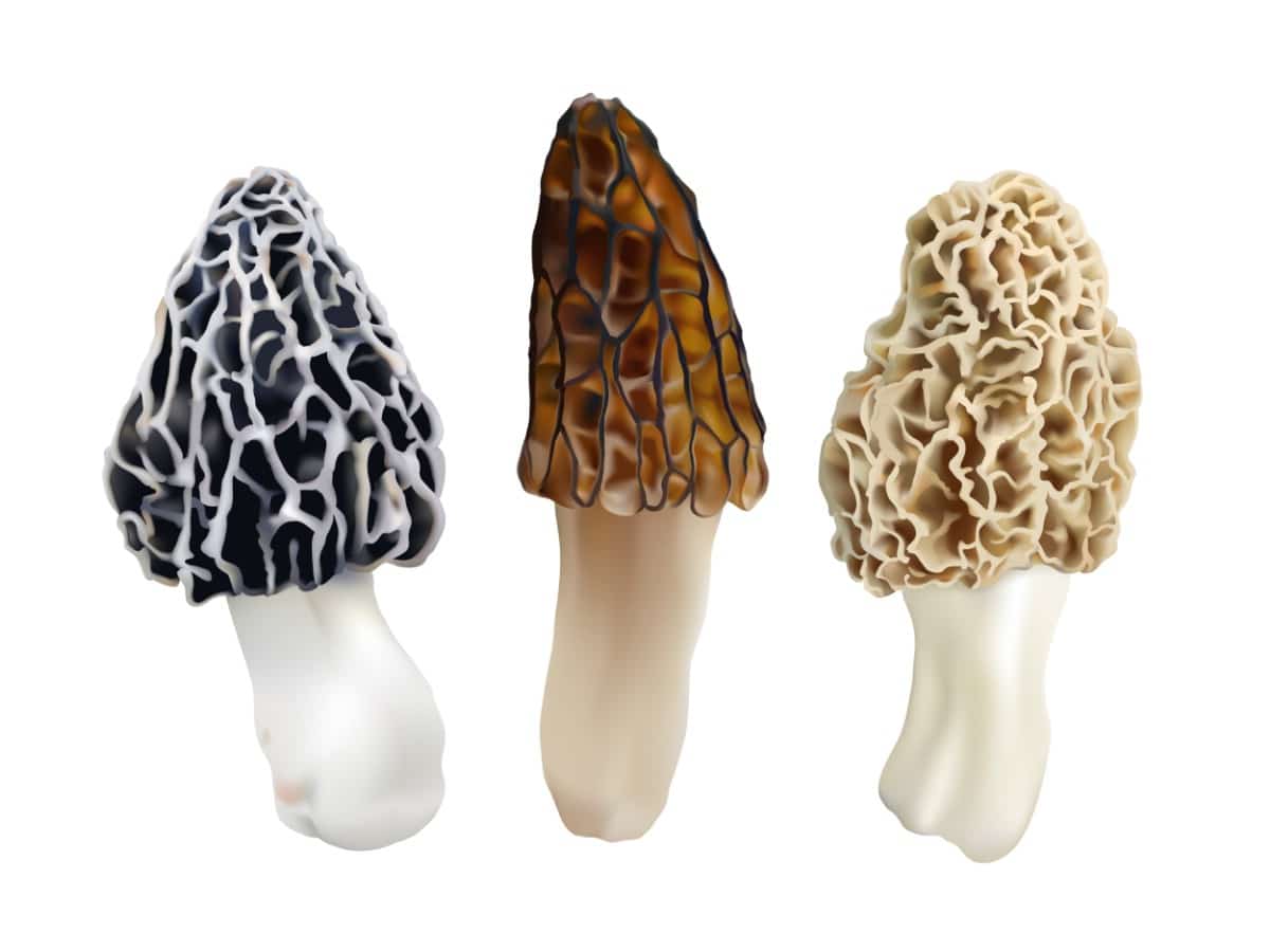 Vector of 3 morels