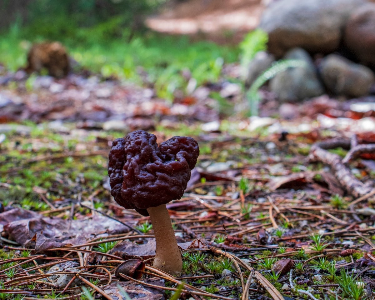 False Morel Mushrooms - Everything You Need to Know - Mushroom