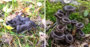 Black Trumpet Mushrooms: Identification and Foraging Guide - Mushroom ... Black Trumpet Mushrooms: Identification and Foraging Guide - Mushroom ...
