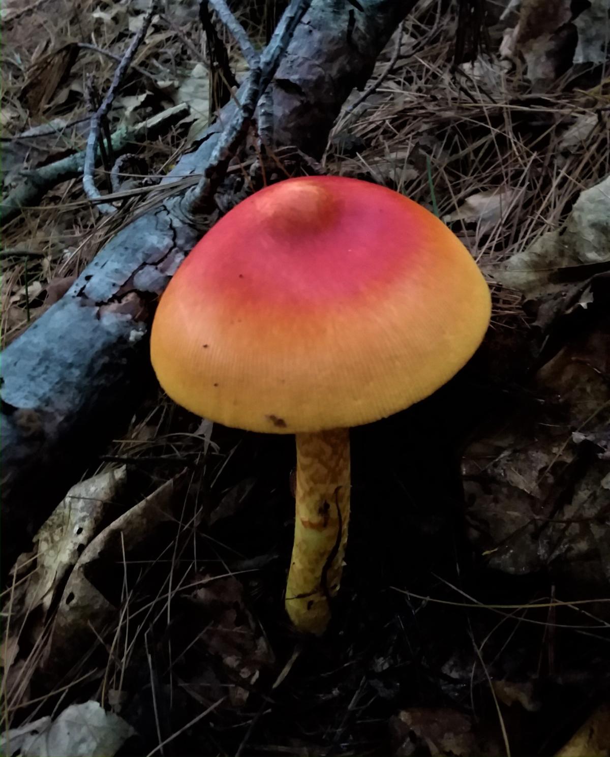 caesar mushroom in the woods