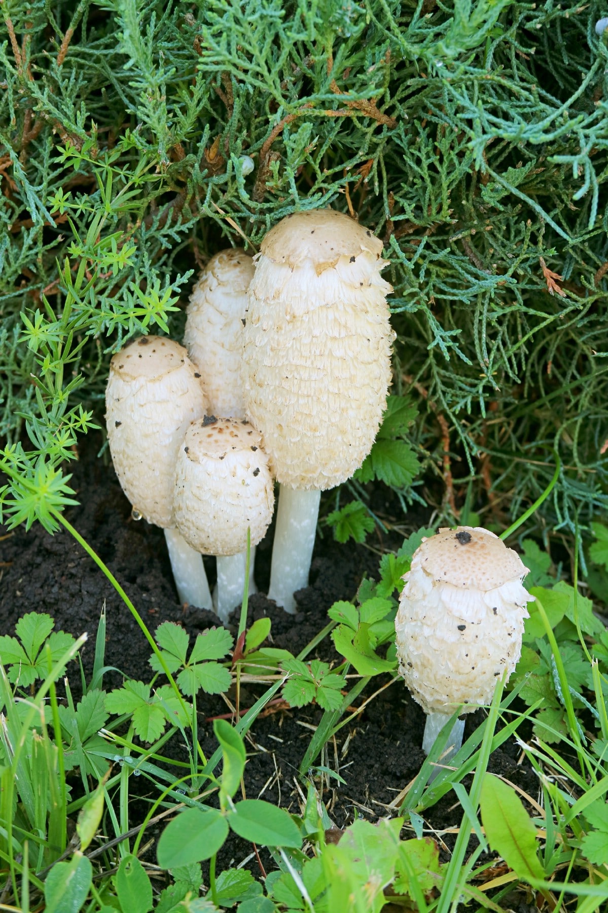 Several shaggy mane mushrooms