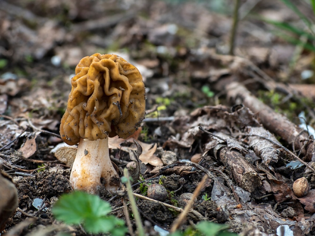 verpa false morel