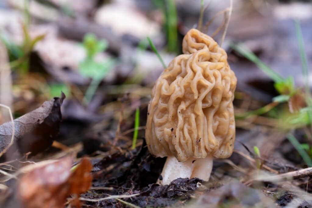False Morel Mushrooms Everything You Need to Know Mushroom Appreciation