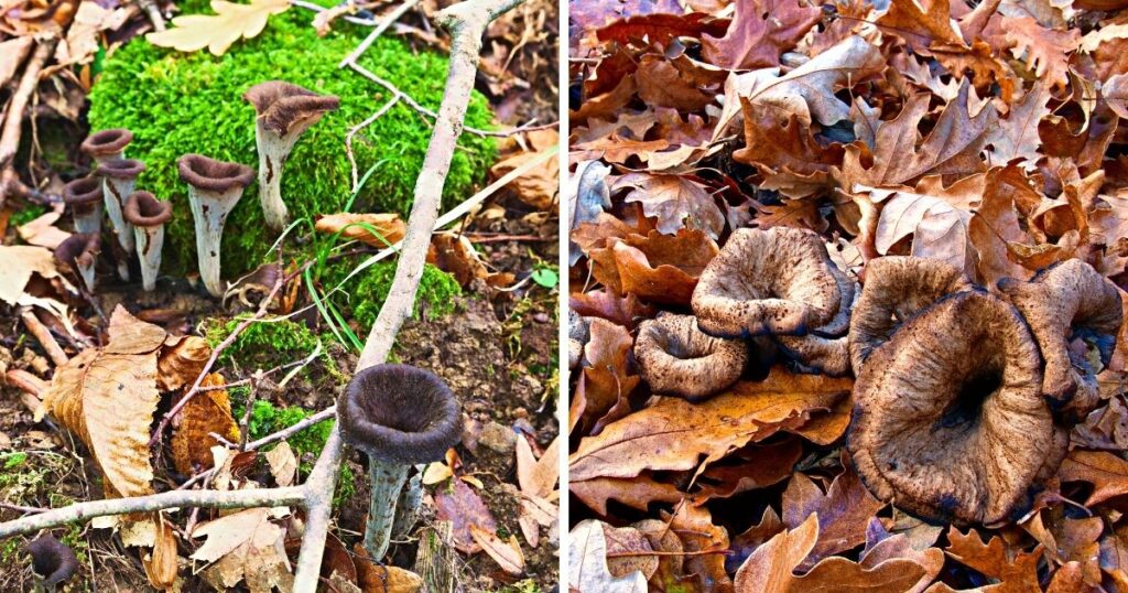 Black Trumpet Mushrooms Identification and Foraging Guide Mushroom