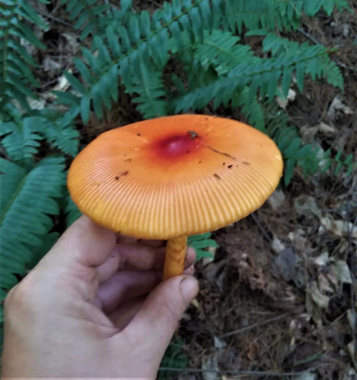 caesar mushroom in hand