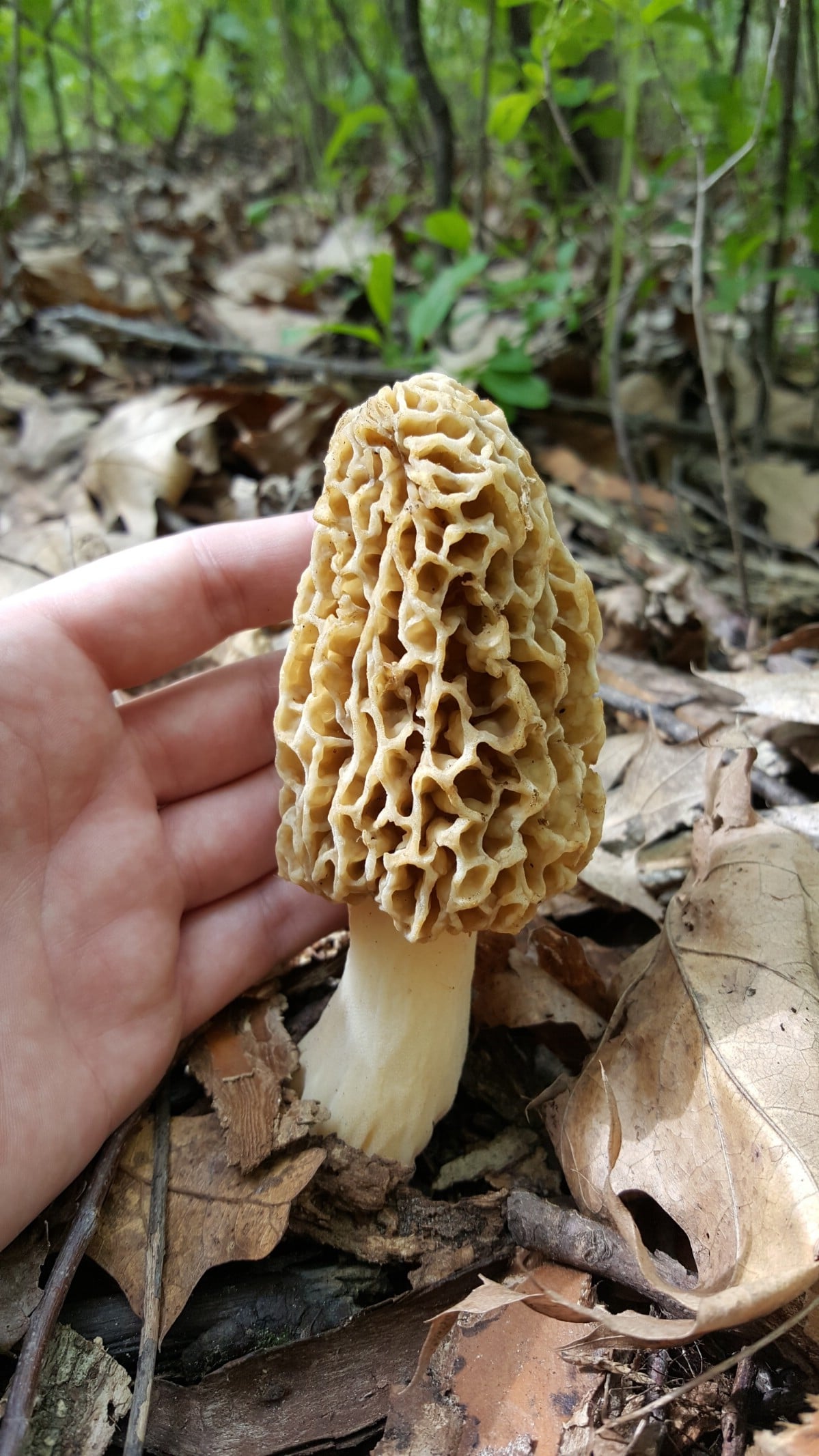 yellow morel morchella
