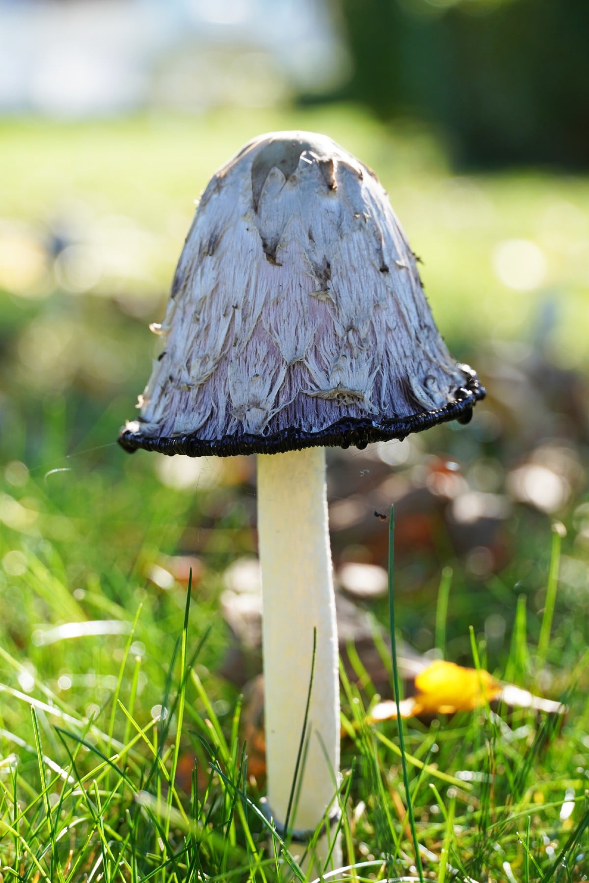 deteriorating shaggy mane mushroom