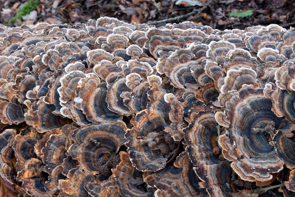 huge growth of turkey tail mushrooms on wood