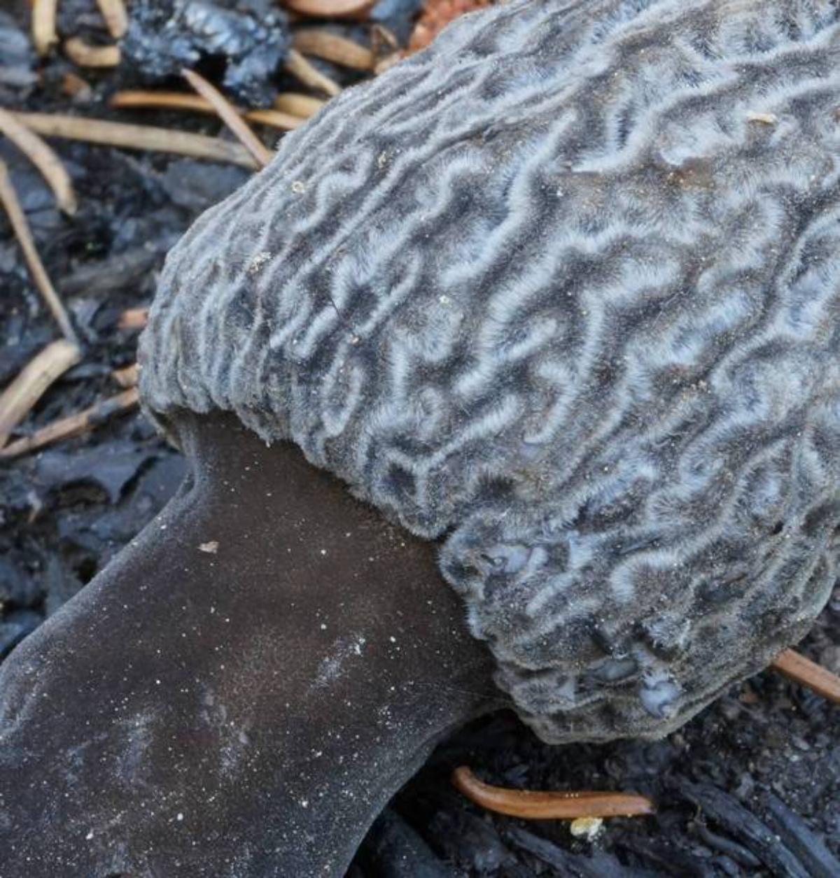 Morchella tomentosa by Vlad Lekach at Mushroom Observer 