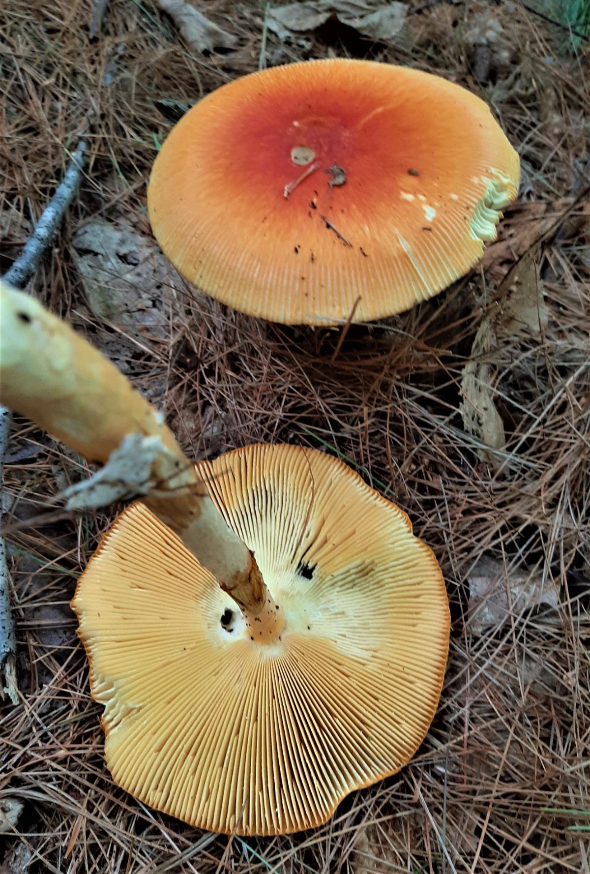 two caesar mushrooms on ground