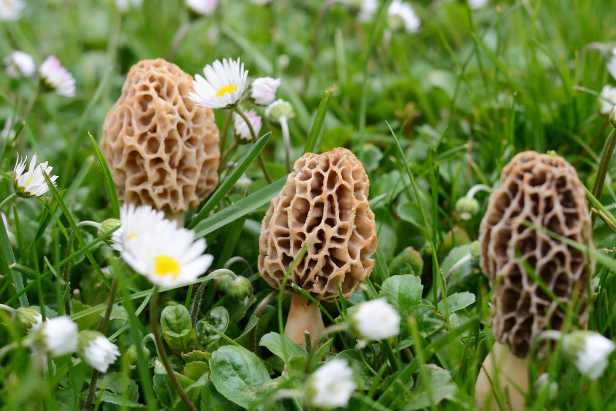 morel mushrooms morchella