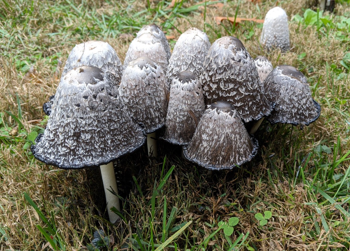 shaggy manes overly mature and inky