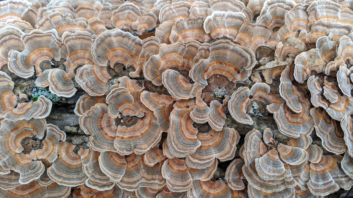 huge growth of turkey tail mushrooms