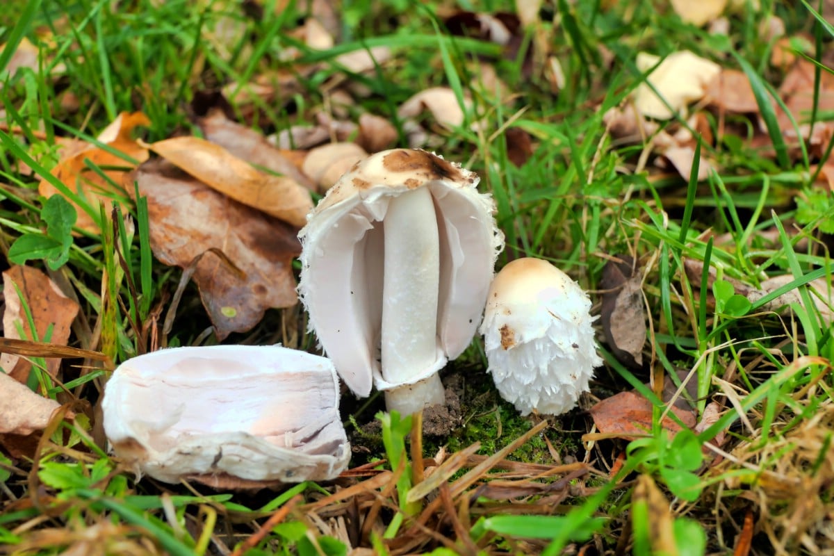 Shaggy mane cut open, all white