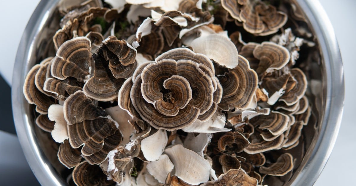 turkey tail mushrooms