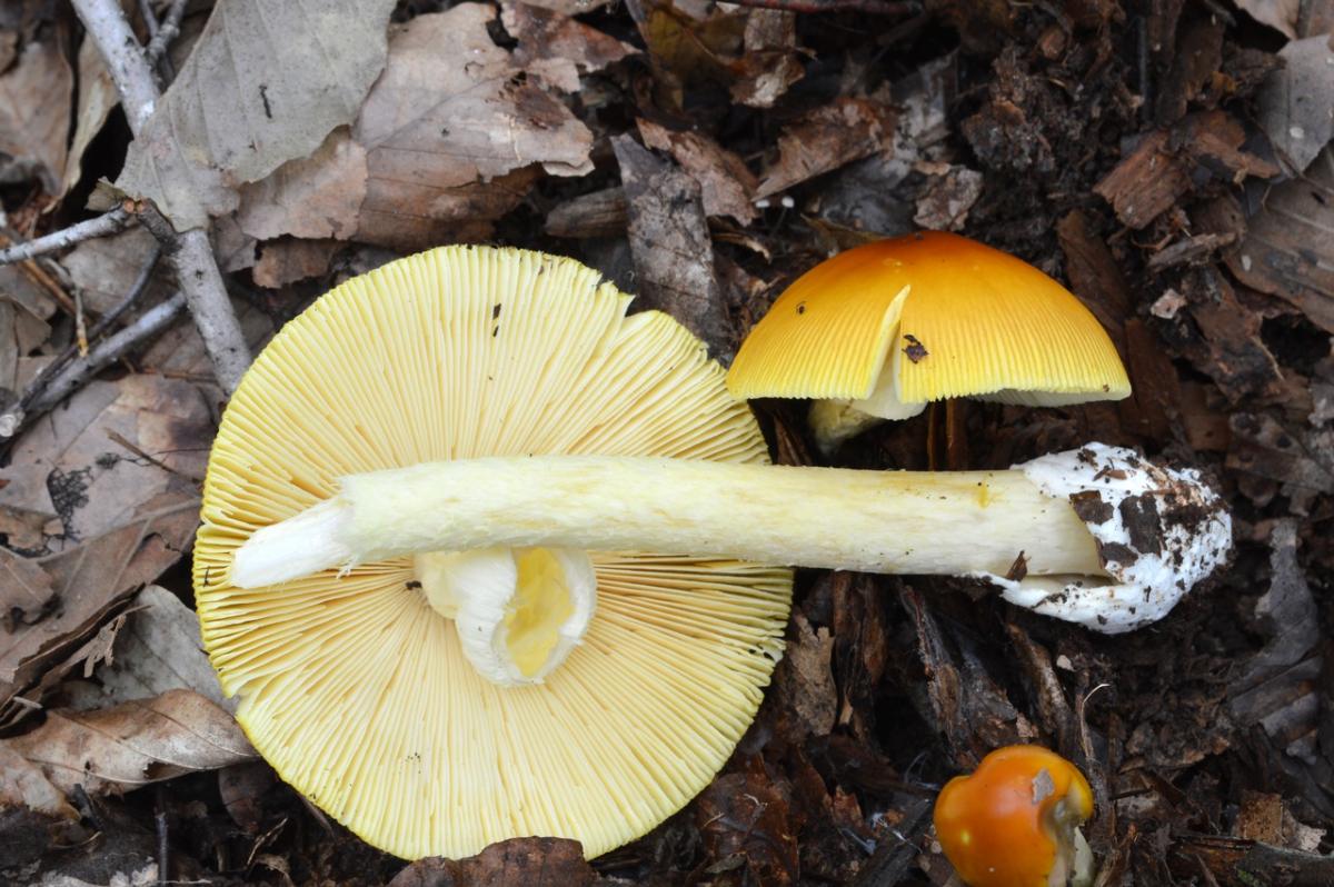 arkansana caesar mushroom cap, gills, stem