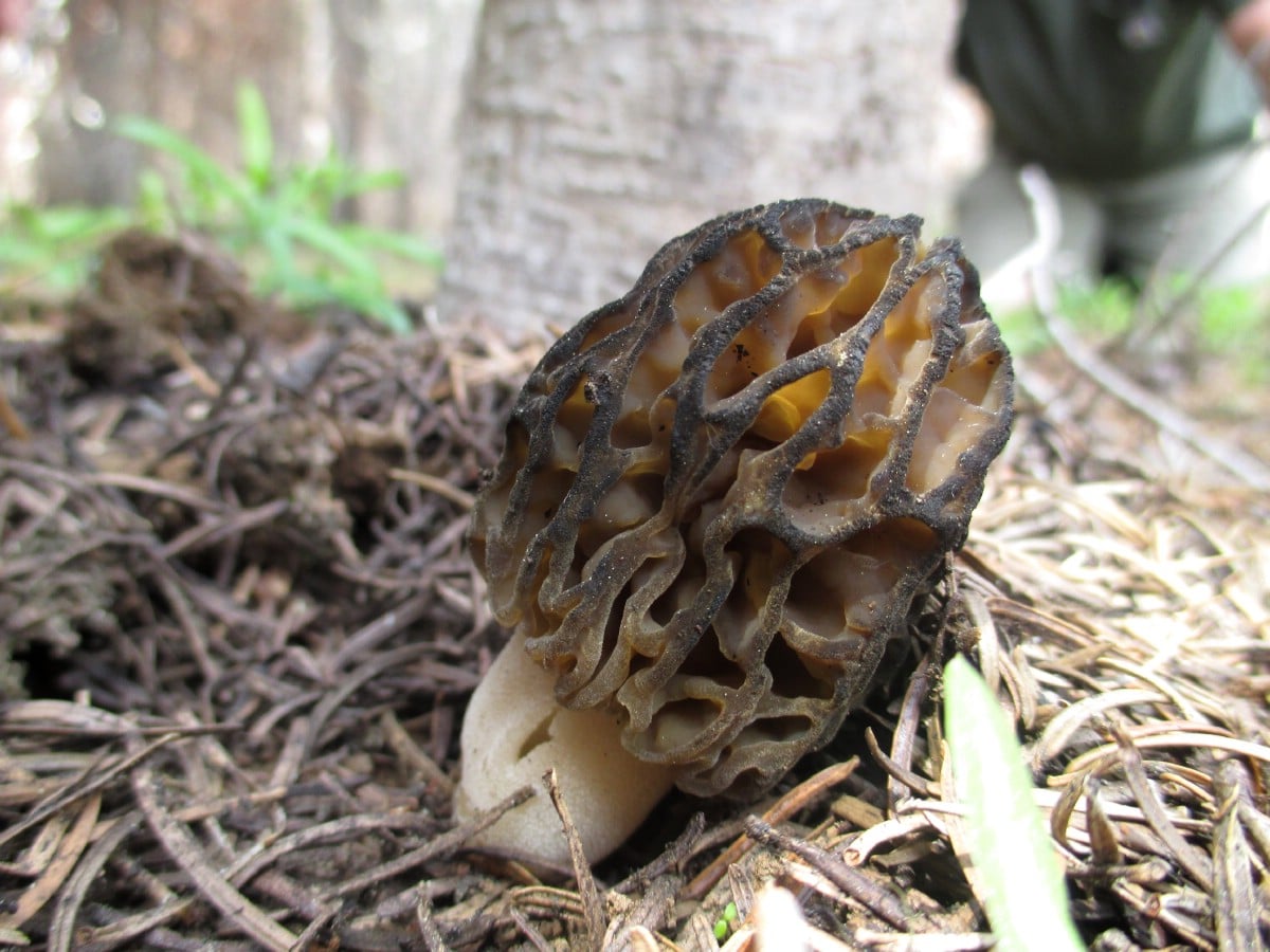morel mushroom identification takes time