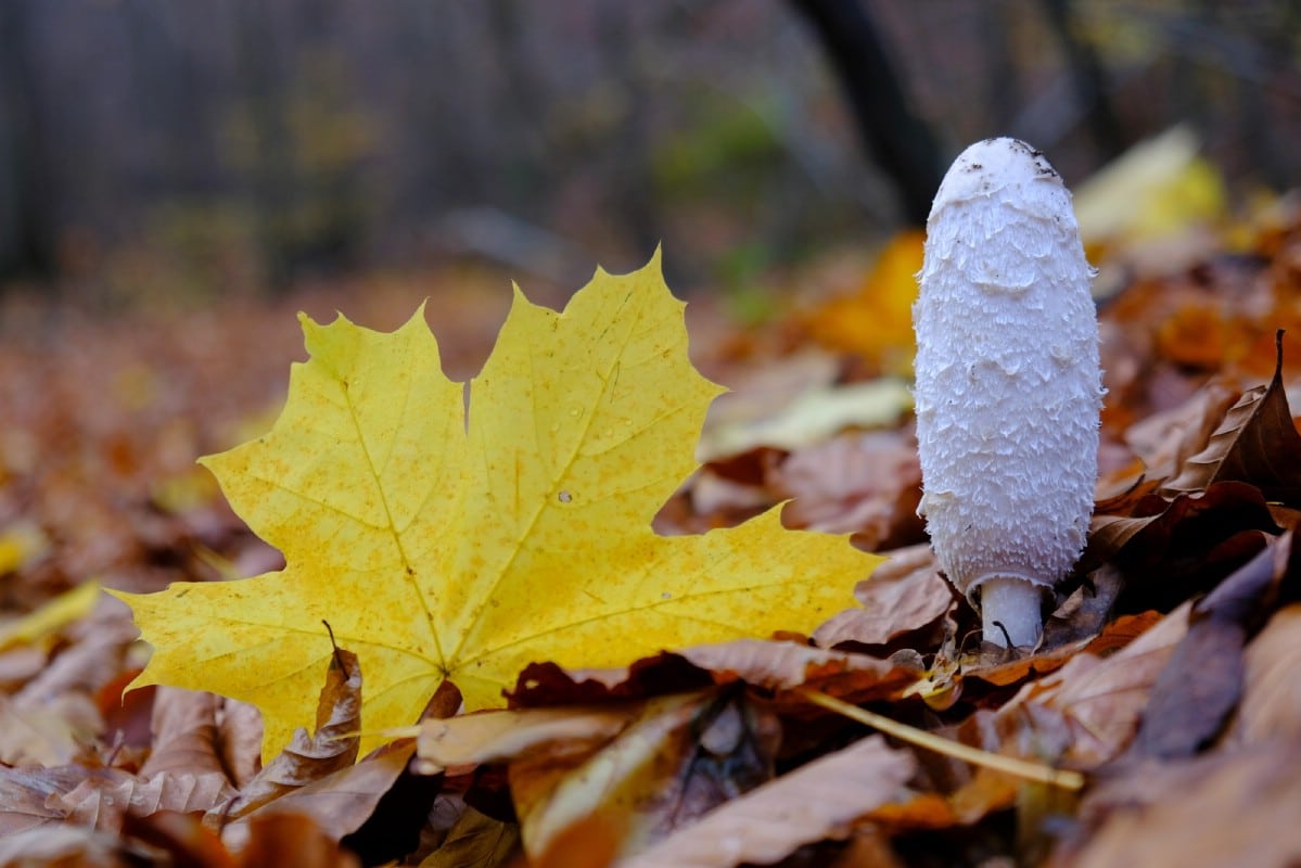 single shaggy mane in forest