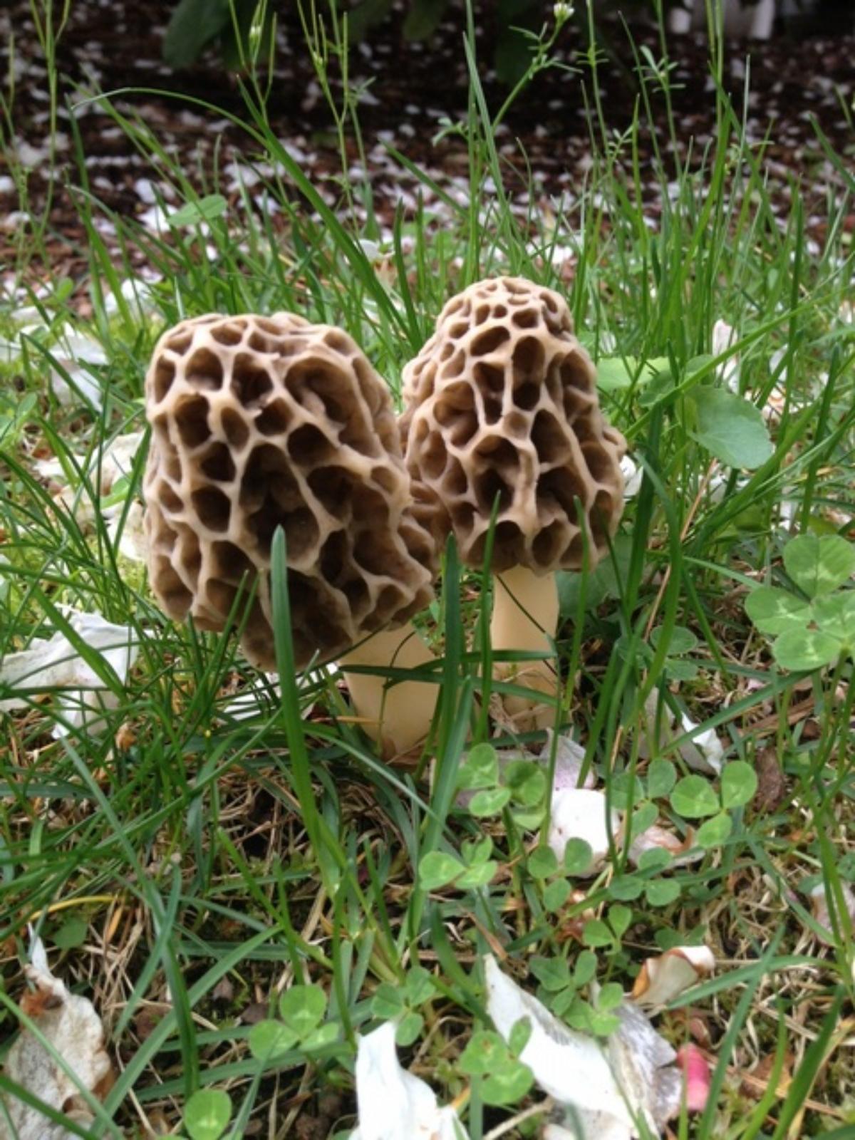 Morchella prava by Ashley