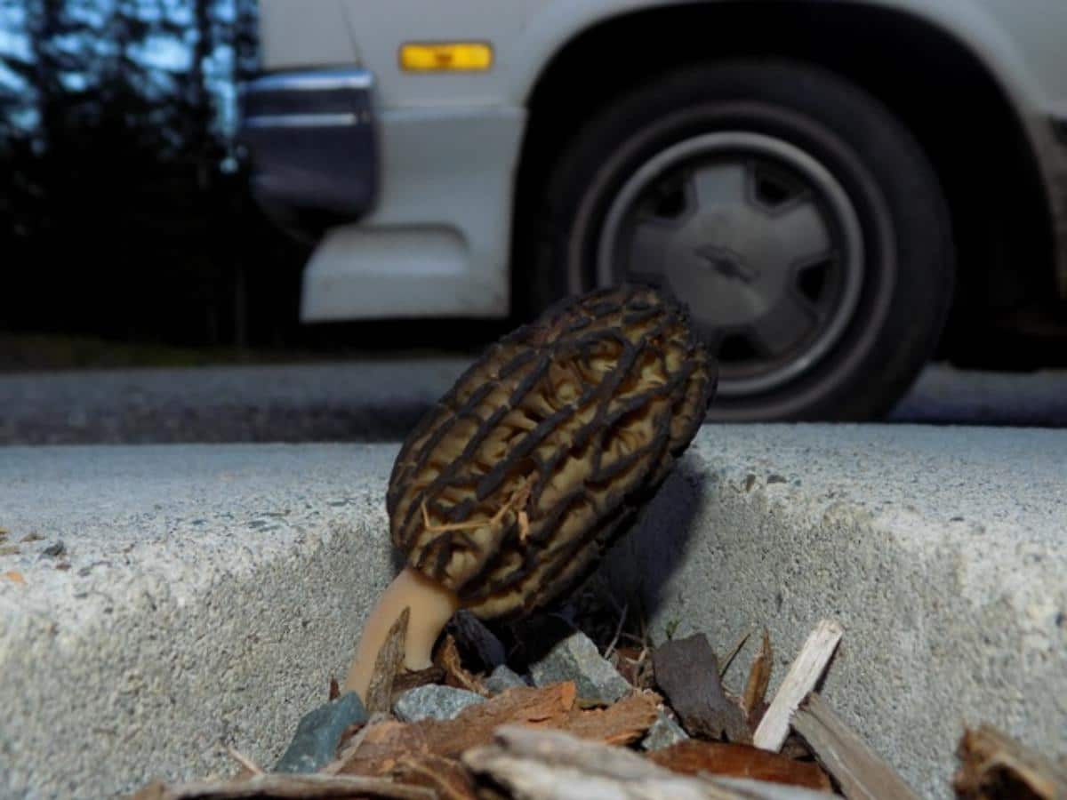 Morchella importuna by Rand Workman at Mushroom Observer