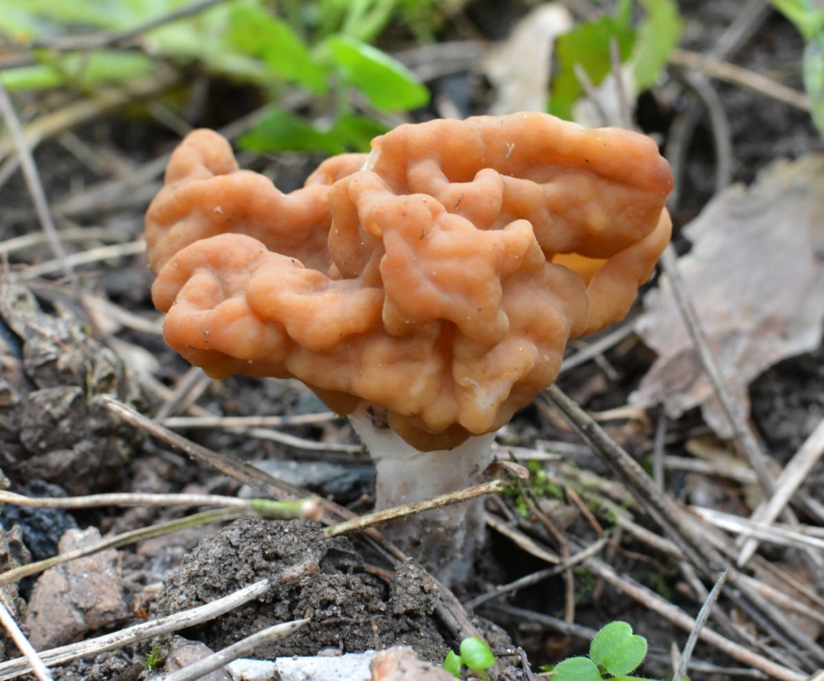 False morel gyromitra on ground