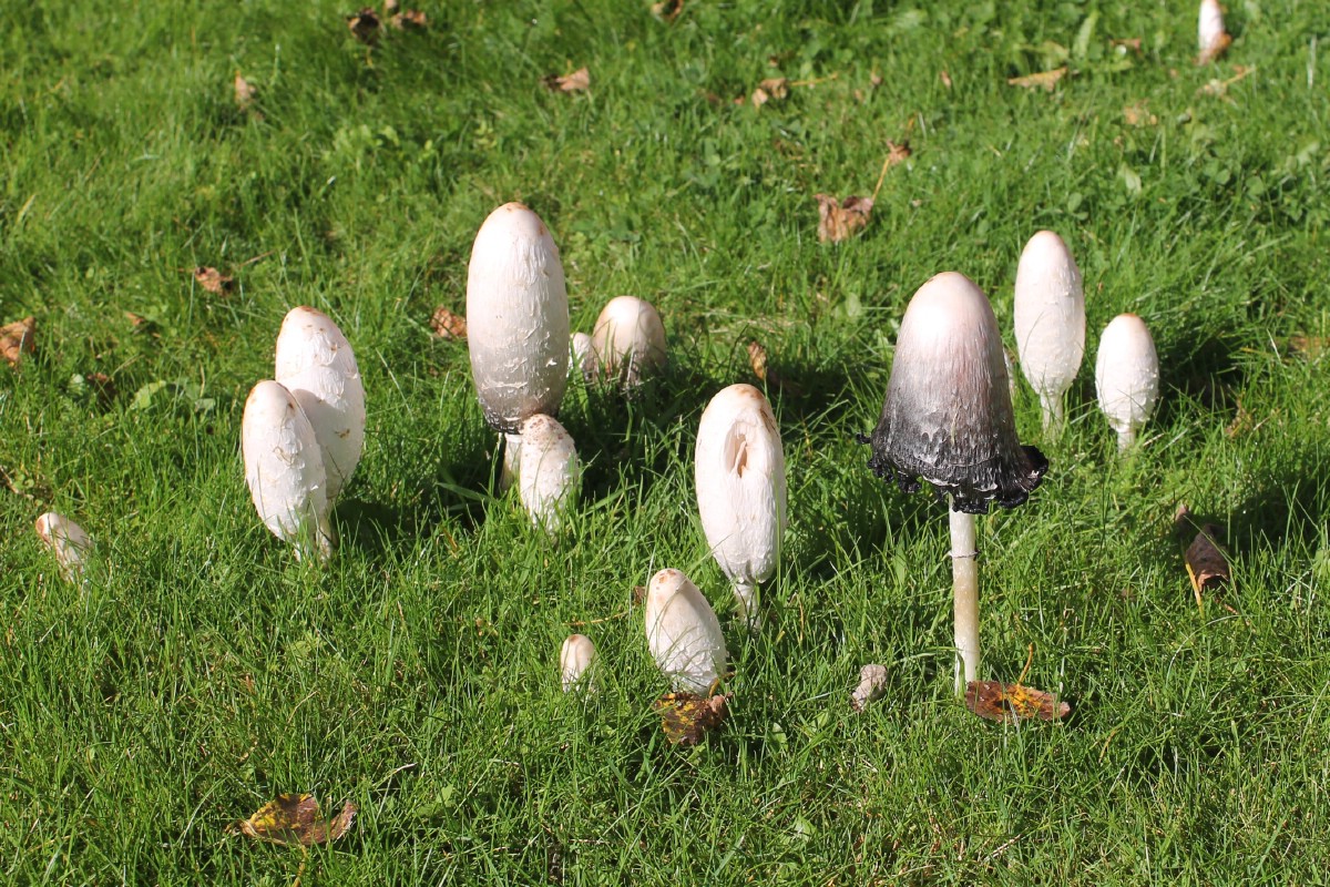 Shaggy manes in a field