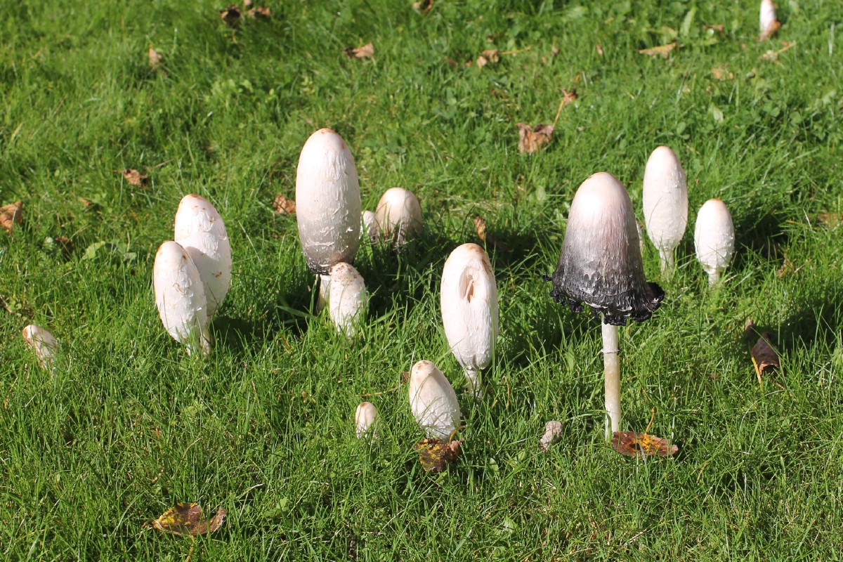 shaggy manes