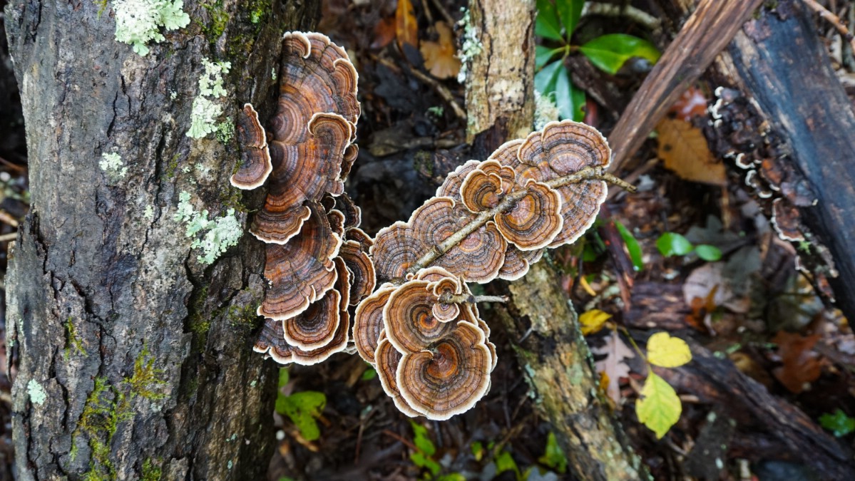 turkey tail mushrooms