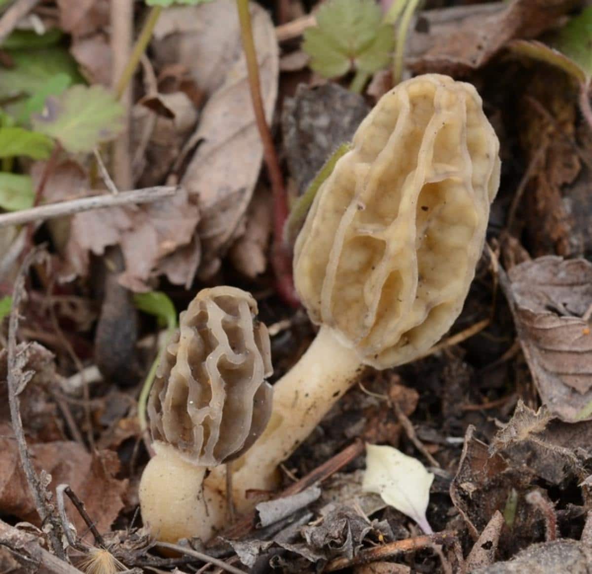 Morchella diminutiva by Django Grootmyers at Mushroom Observer