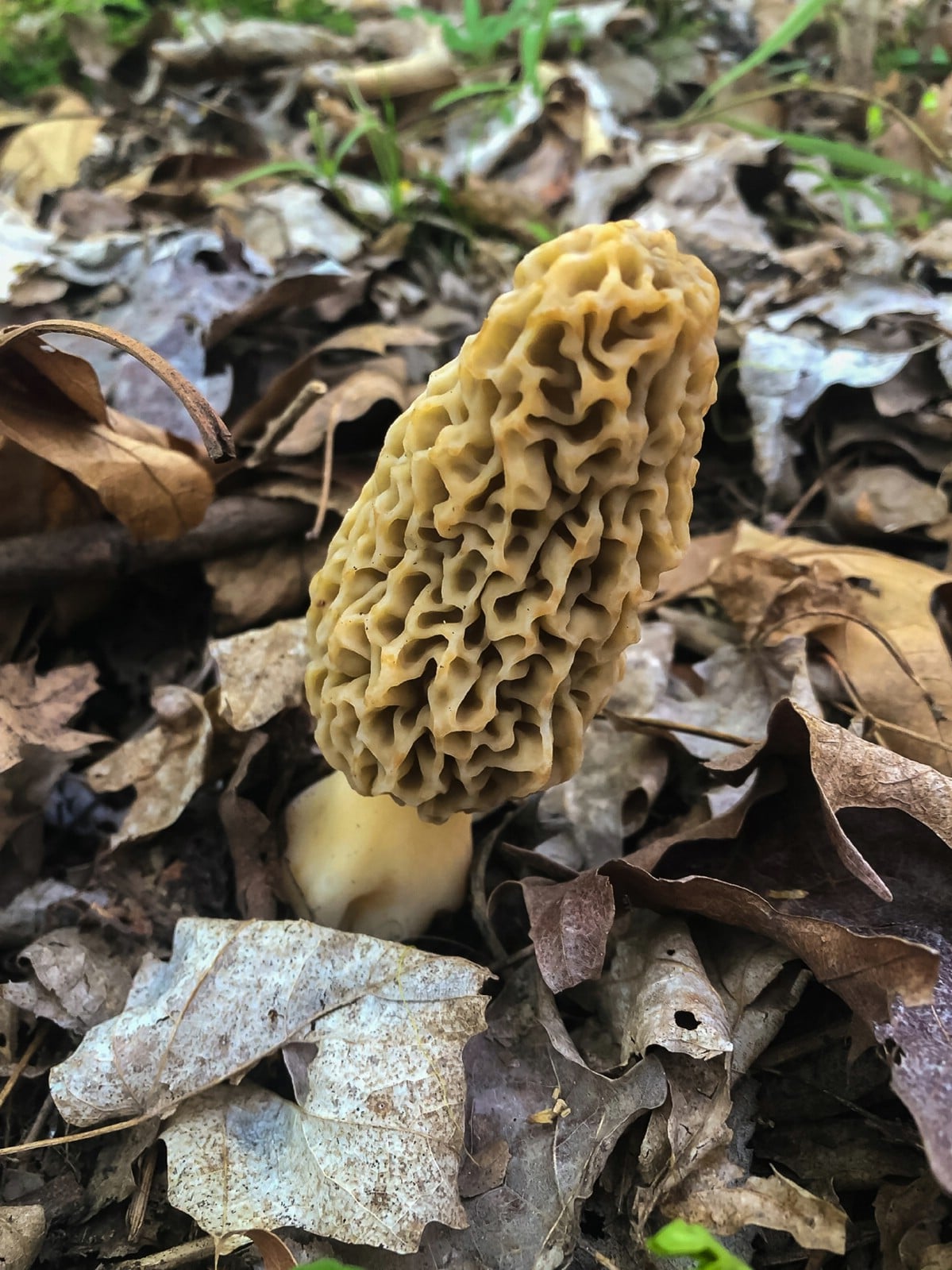 morel foraging and trees
