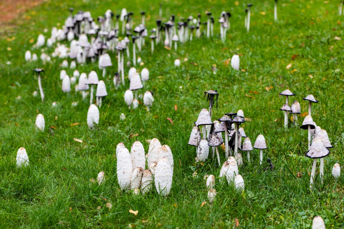 Huge grouping of shaggy mane mushrooms in field
