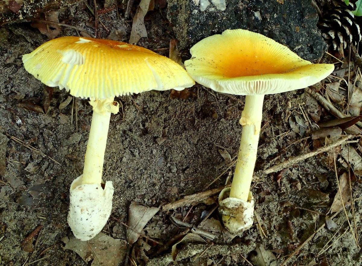 caesar arkansana mushroom on ground