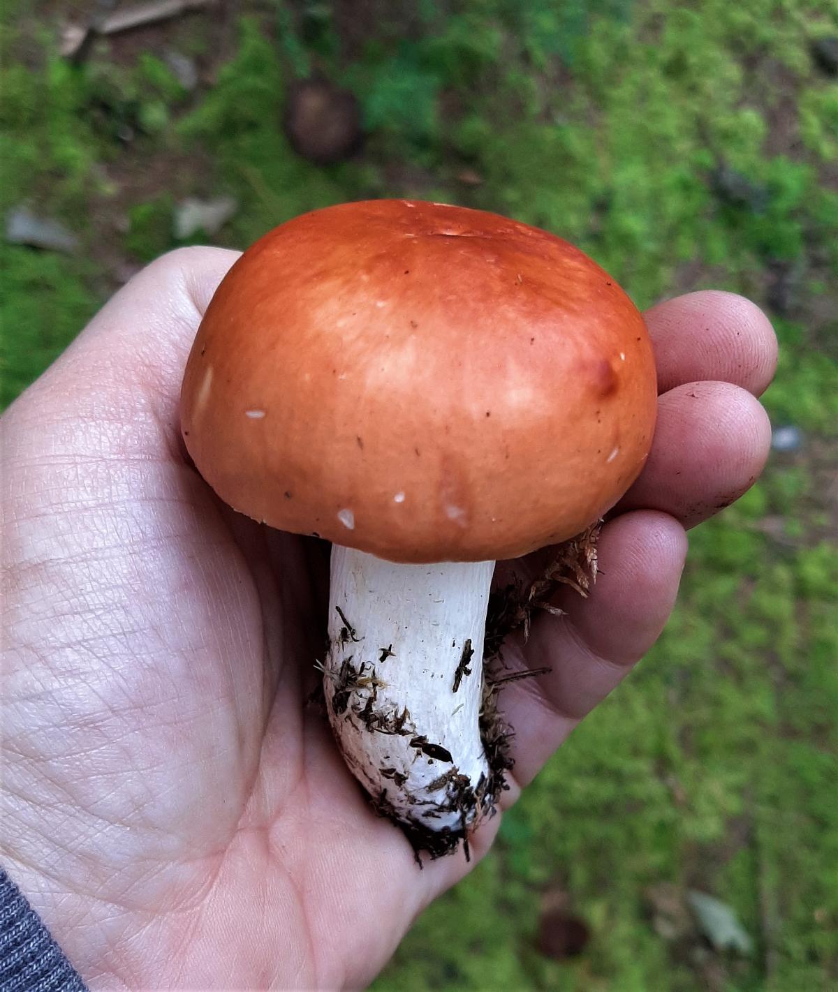 Russula in hand